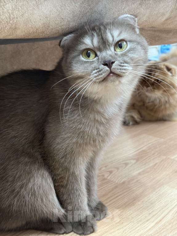 Кошки в Люберцах: Шотландские котята Девочка, Бесплатно - фото 3