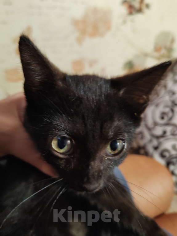 Кошки в Санкт-Петербурге: Уголёк на счастье! Мальчик, Бесплатно - фото 4