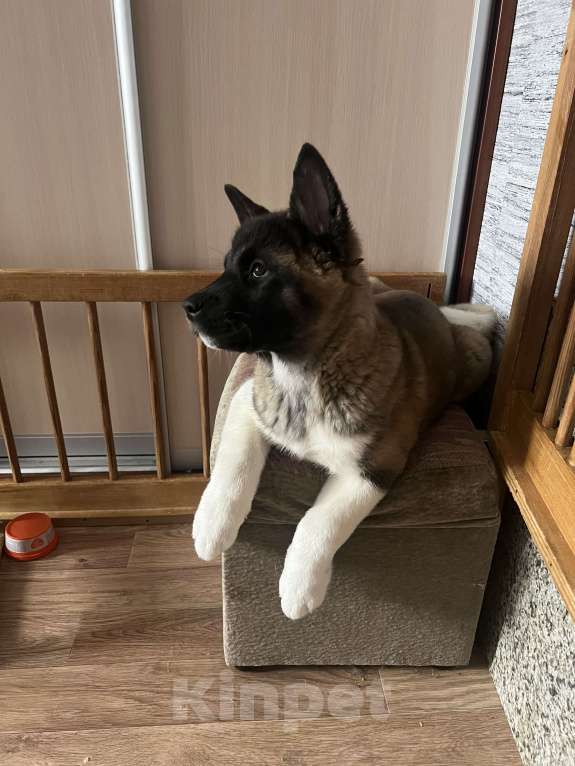 Собаки в Омске: Щенок Американской Акиты Девочка, 50 000 руб. - фото 2