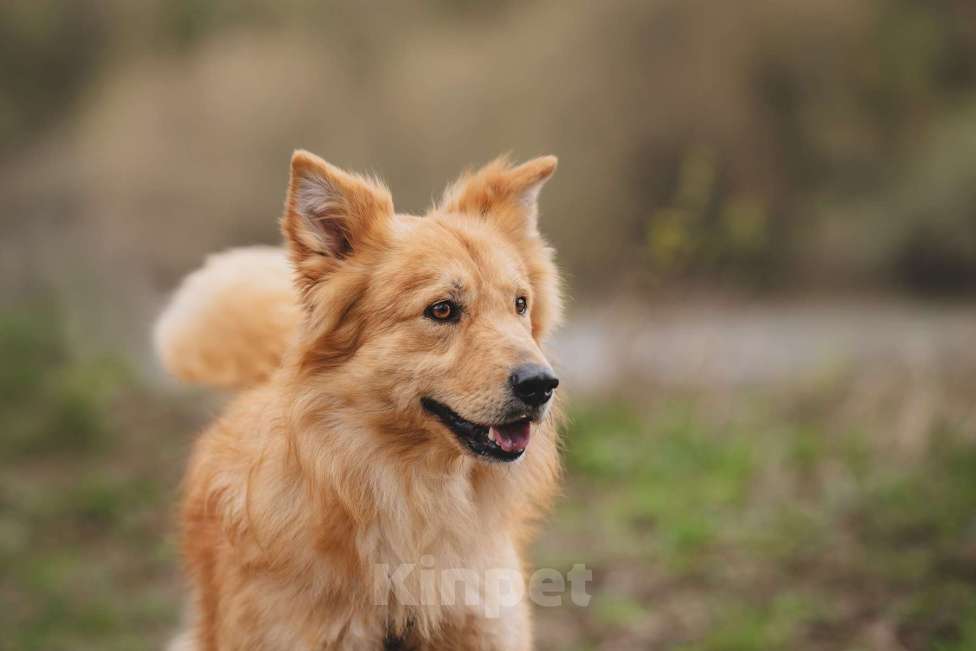Собаки в Москве: Собака из приюта в добрые руки Мальчик, 99 руб. - фото 7