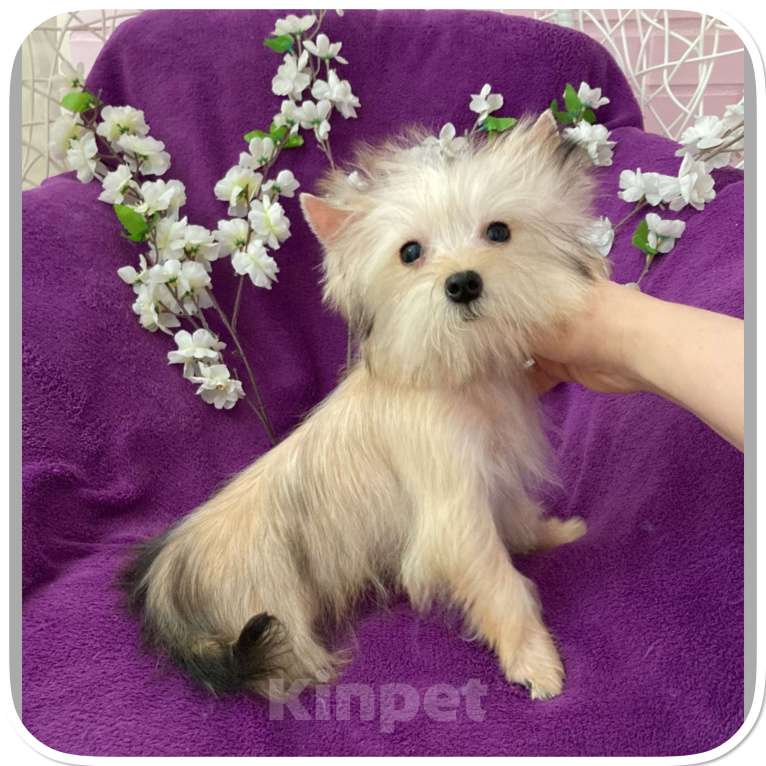 Собаки в Москве: Йорк мини девочка золотая игривая Девочка, 70 000 руб. - фото 2