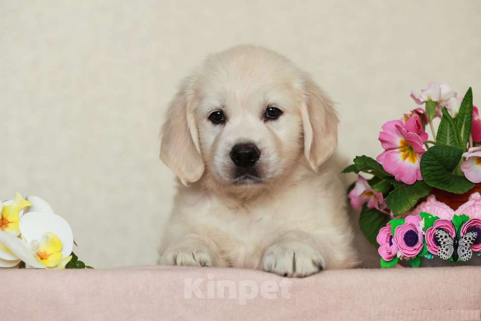 Собаки в Воронеже: Щенки золотистого ретривера Мальчик, 60 000 руб. - фото 4