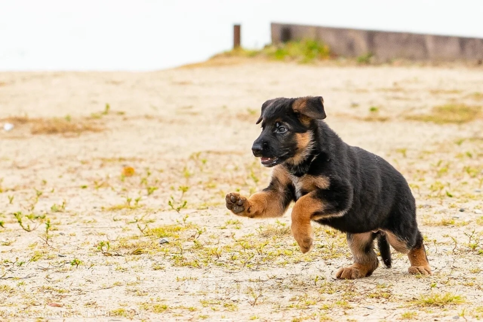 Собаки в Екатеринбурге: Щенки  Мальчик, Бесплатно - фото 2