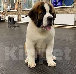 Собаки в других городах Ленинградской области: Сенбернар Девочка, 60 000 руб. - фото 2