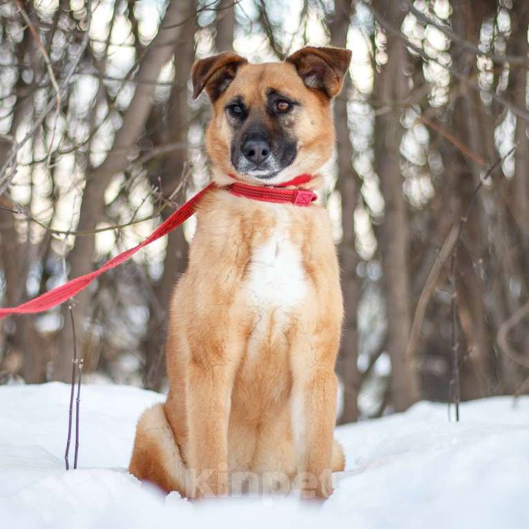 Собаки в Москве: Пона Девочка, Бесплатно - фото 4