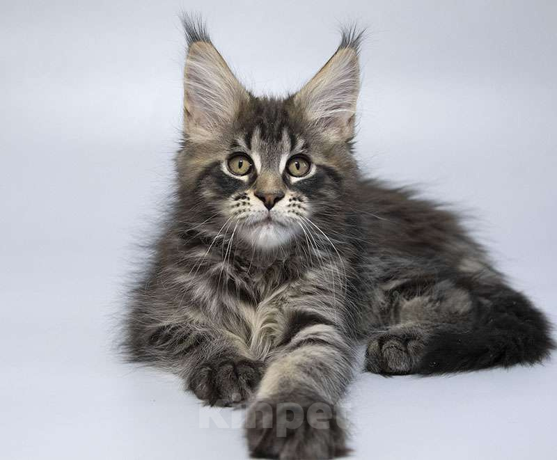 Кошки в Москве: Мейн кун котенок Мальчик, 70 000 руб. - фото 6