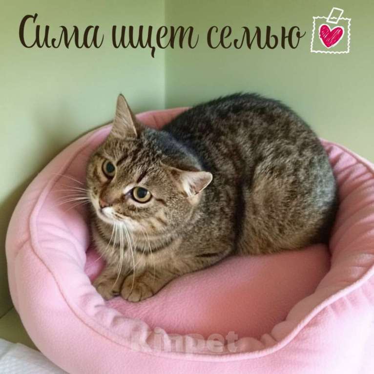 Кошки в Санкт-Петербурге: Кошка в добрые руки Девочка, Бесплатно - фото 2