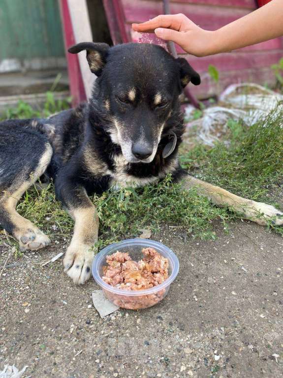 Собаки в Москве: Старичок Тео Мальчик, Бесплатно - фото 3