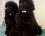 Собаки в Санкт-Петербурге: Пудель средний, сука черного окраса Девочка, 90 000 руб. - фото 4