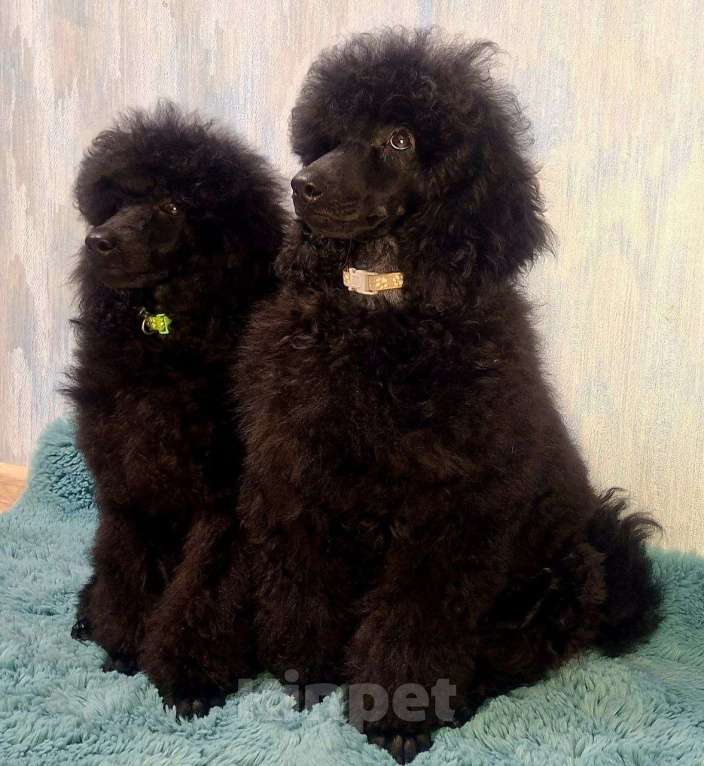 Собаки в Санкт-Петербурге: Пудель средний, сука черного окраса Девочка, 90 000 руб. - фото 4