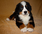 Собаки в других городах Московской области: Бернский зенненхунд Девочка, 120 000 руб. - фото 1