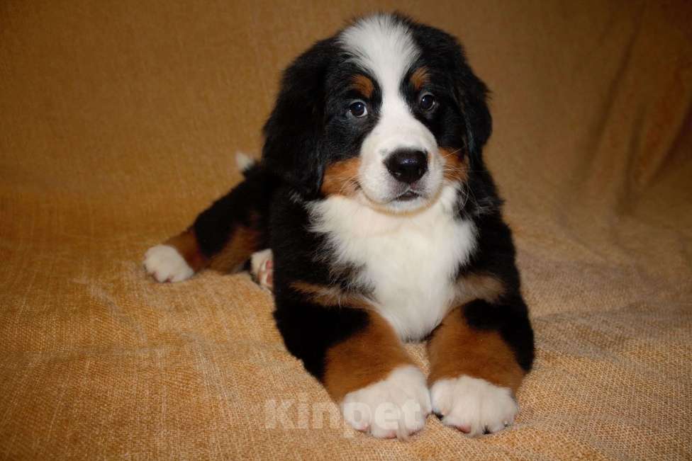 Собаки в других городах Московской области: Бернский зенненхунд Девочка, 120 000 руб. - фото 1