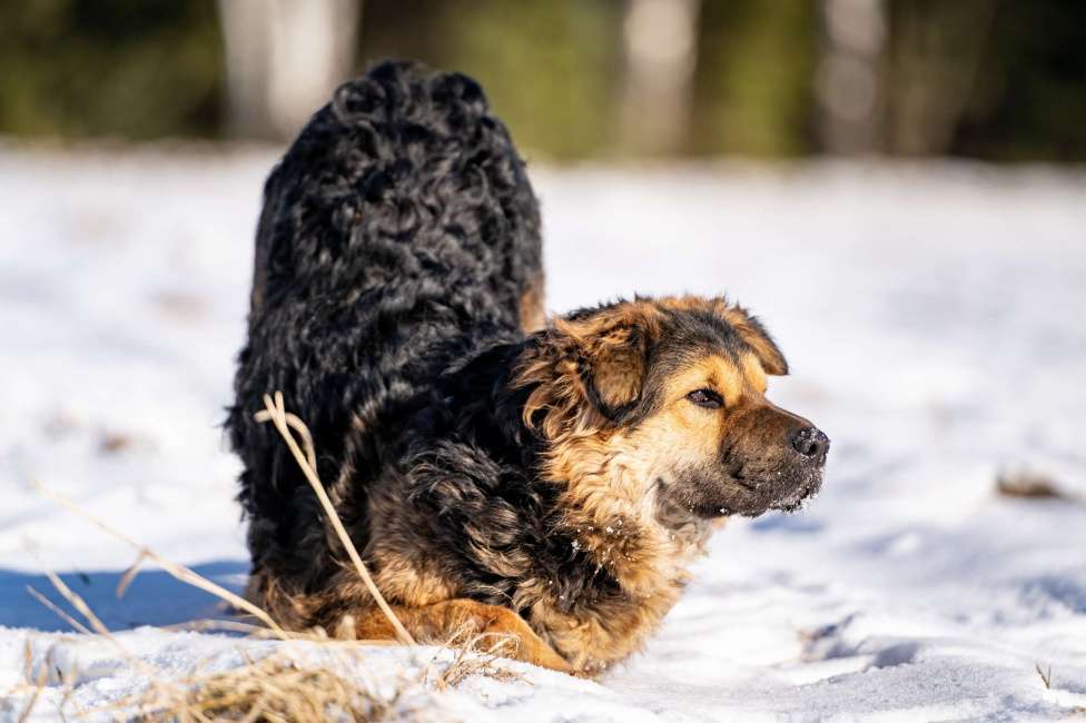 Собаки в Клине: Шарпундель — невероятный пёс Мальчик, Бесплатно - фото 3