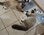 Кошки в Химках: котята подростки тайские срочно ищут дом Мальчик, Бесплатно - фото 1