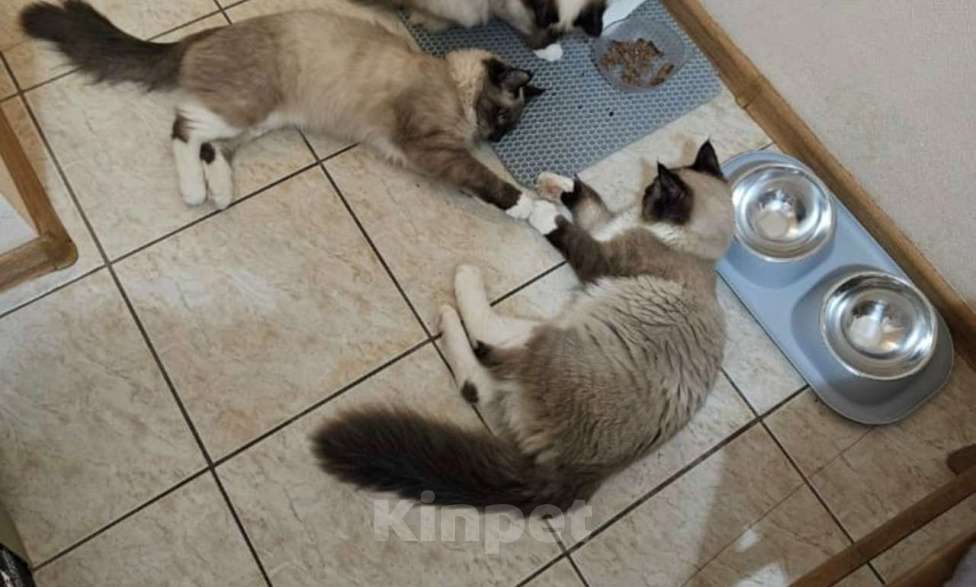 Кошки в Химках: котята подростки тайские срочно ищут дом Мальчик, Бесплатно - фото 1