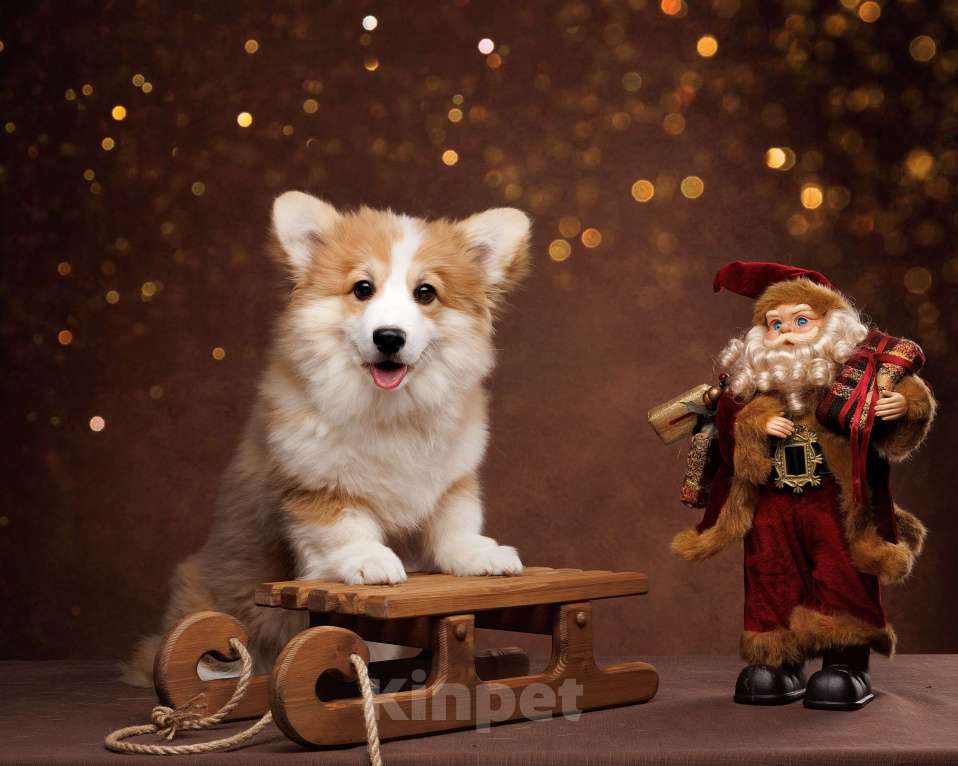 Собаки в Истре: Очаровательная девочка вельш корги пемброк Девочка, Бесплатно - фото 4