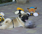 Собаки в Волгограде: Породистые щенки мопса из питомника, 30 000 руб. - фото 2