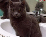 Кошки в Полярном: Молоденькая стерилизованная кошка, Бесплатно - фото 9