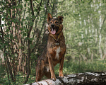 Собаки в Москве: Кроткий Шон из приюта ищет дом Мальчик, Бесплатно - фото 3