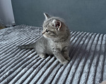Кошки в Тюмени: шотландская прямоухая кошка Девочка, Бесплатно - фото 3