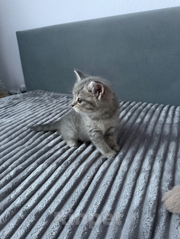 Кошки в Тюмени: шотландская прямоухая кошка Девочка, Бесплатно - фото 3