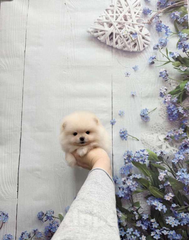 Собаки в Москве: Красивая девочка Девочка, 30 000 руб. - фото 1