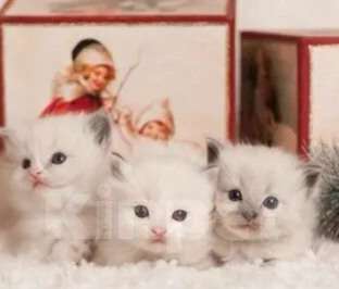 Кошки в Москве: Рэгдолл потрясающие девочки Девочка, 80 000 руб. - фото 1