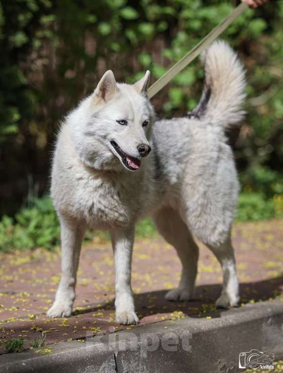 Собаки в Москве: Хаски Марго в добрые руки  Девочка, Бесплатно - фото 3