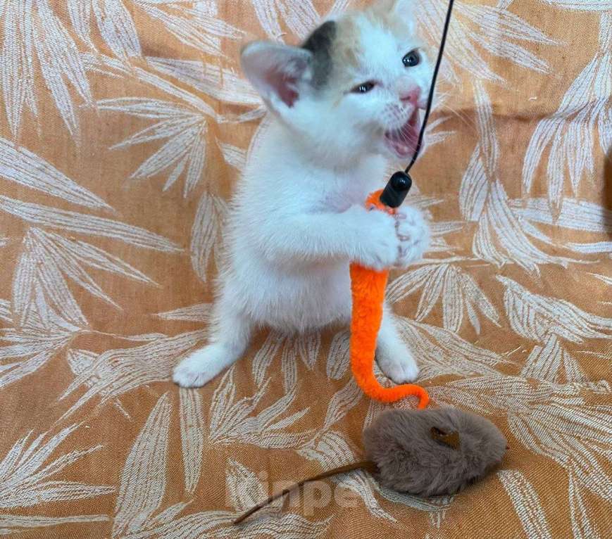 Кошки в Москве: Котенок Нарния ищет дом Девочка, Бесплатно - фото 4