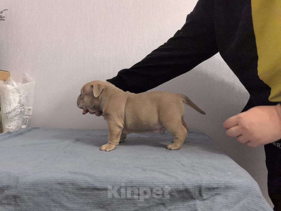 Собаки в Севастополе: Американский булли Мальчик, 100 руб. - фото 2