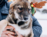 Собаки в Мытищах: Щенок Борис ищет любящую семью Мальчик, Бесплатно - фото 4