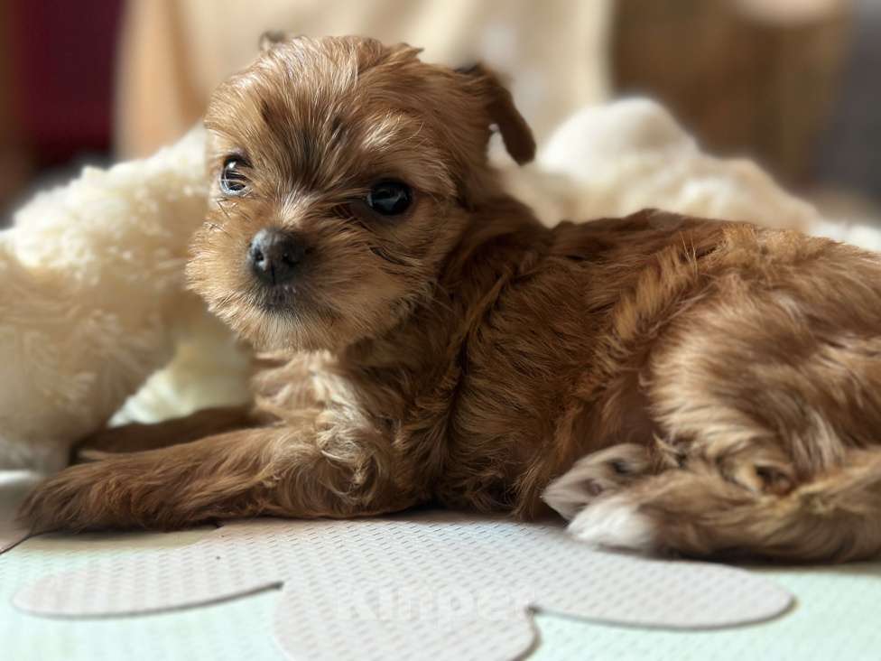 Собаки в Казани: Голддаст, Йорк, девочка, мини, бейби фейс Девочка, 60 000 руб. - фото 5