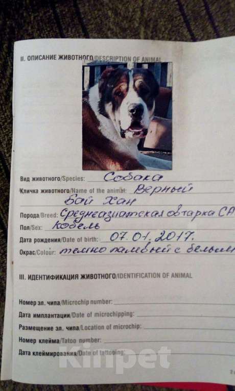 Собаки в Астрахани: Вязка, 10 000 руб. - фото 1