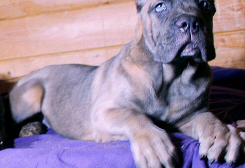 Девочка форментино