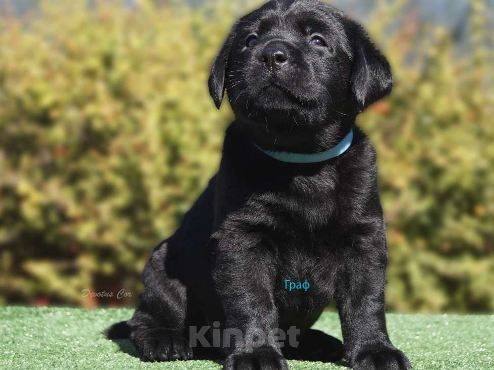 Собаки в Волжском: Щенки лабрадора Девочка, 55 000 руб. - фото 3