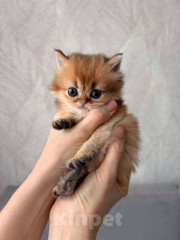 Кошки в Казани: Котик Мальчик, 35 000 руб. - фото 1