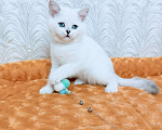 Кошки в Миассе: Ornella Silver Dew Девочка, 35 000 руб. - фото 6