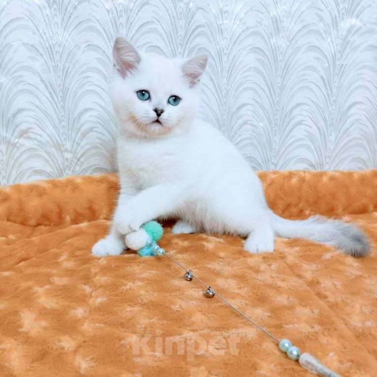 Кошки в Миассе: Ornella Silver Dew Девочка, 35 000 руб. - фото 6