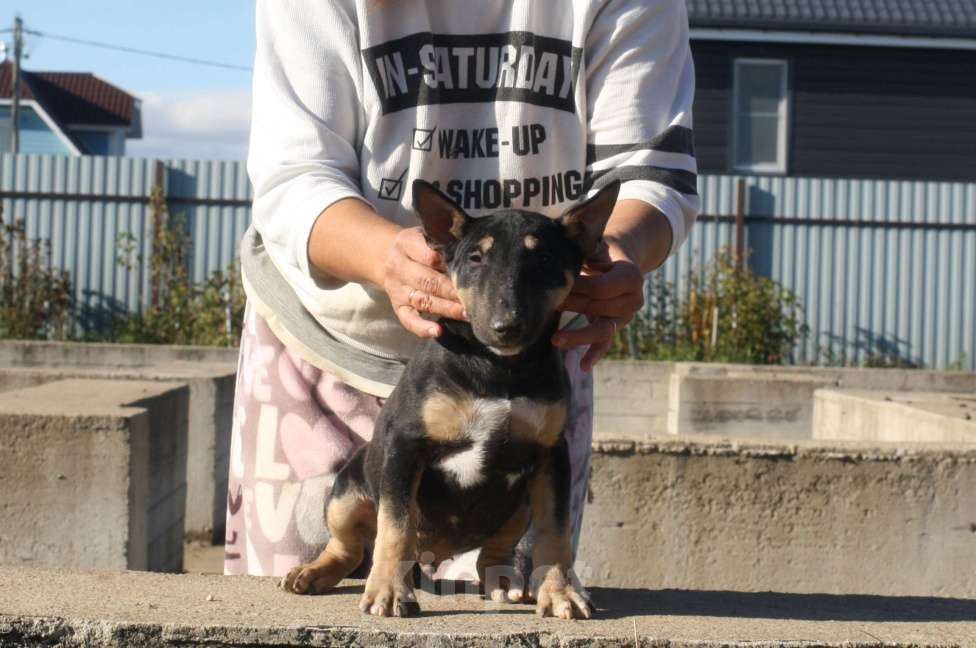 Собаки в Всеволожске: ММ МАКИАТА МЕЛАНЖ Мальчик, Бесплатно - фото 2