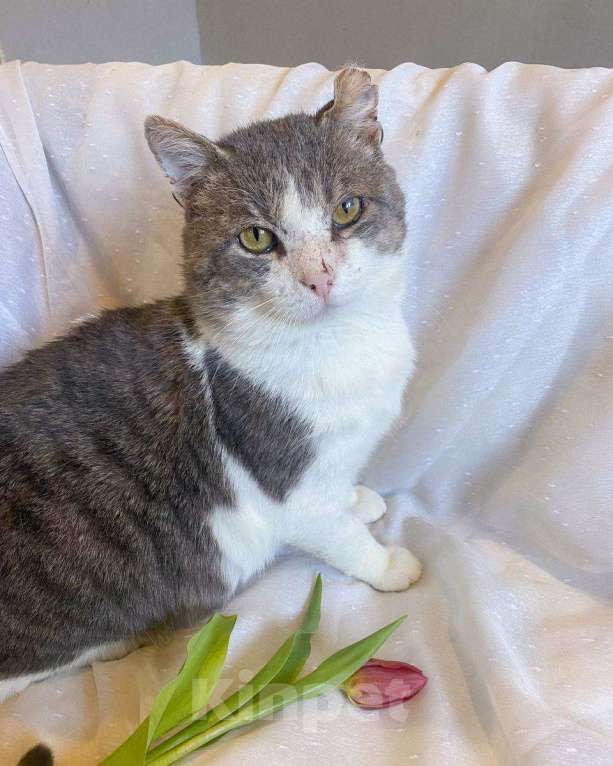 Кошки в Москве: Брутальный красавец Миша ищет дом! Мальчик, Бесплатно - фото 2