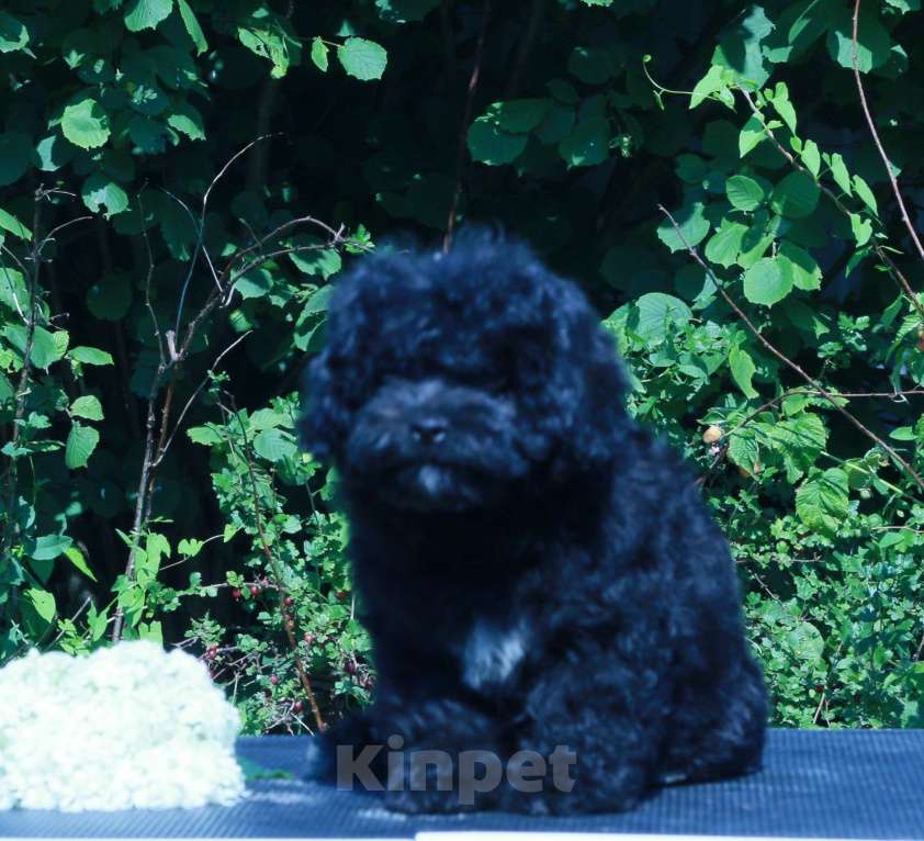 Собаки в Москве: мальтипу Ф1 щенки девочки Девочка, 90 000 руб. - фото 2