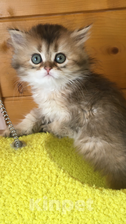 Кошки в Москве: Котик золотая шиншилла Мальчик, 40 000 руб. - фото 2