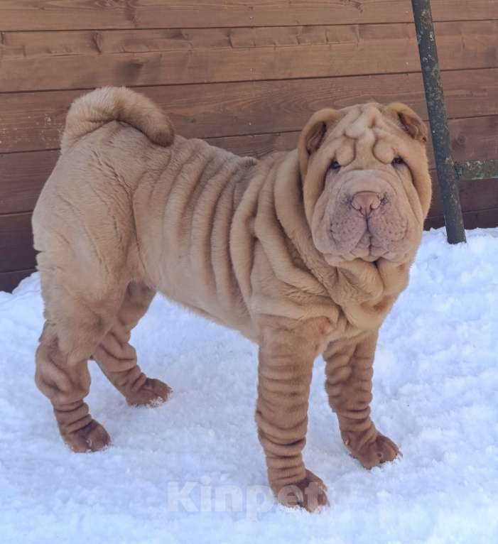 Собаки в других городах Калужской области: Щенок шарпея Девочка, 35 000 руб. - фото 1