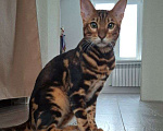 Кошки в Ростове-на-Дону: Бенгальские котята Мальчик, 17 000 руб. - фото 9