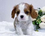 Собаки в Тамбове: Щенок кавалер Кинг Чарльз спаниель  Мальчик, 80 000 руб. - фото 3