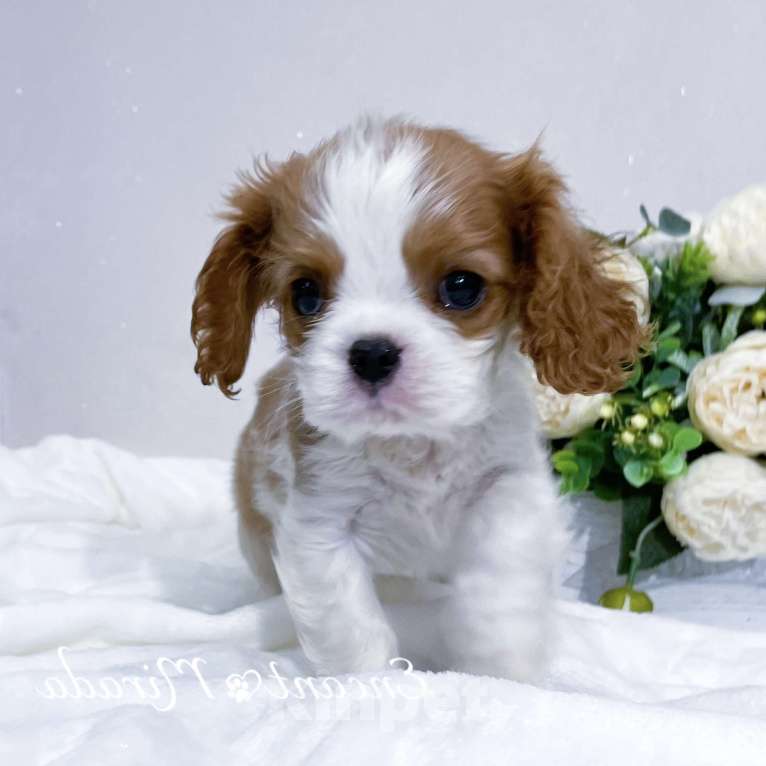 Собаки в Тамбове: Щенок кавалер Кинг Чарльз спаниель  Мальчик, 80 000 руб. - фото 3