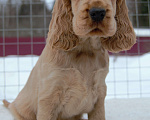 Собаки в Зеленограде: Английского кокер спаниеля щенки Мальчик, 30 000 руб. - фото 1