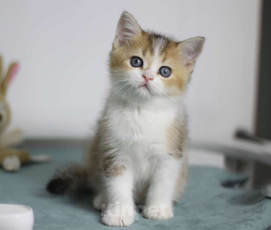 Кошки в Москве: Гаррисон Мальчик, 25 000 руб. - фото 2