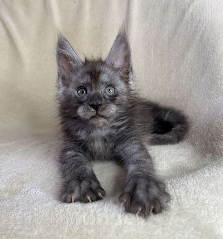 Кошки в Дмитрове: Черный дымчатый мальчик мейн кун Мальчик, 50 000 руб. - фото 1