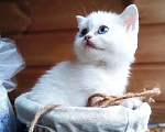 Кошки в Москве: Британские короткошёрстные котята шиншиллы Разнополые, 15 000 руб. - фото 3